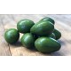 AGUACATES BACON ECO KG